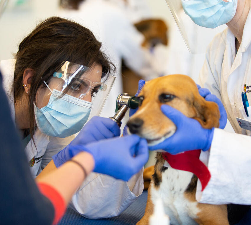 Students in the Faculty of Veterinary Medicine observe COVID-19 guidelines and restrictions such as social distancing and wearing masks while working with dogs in the “beagle lab”.