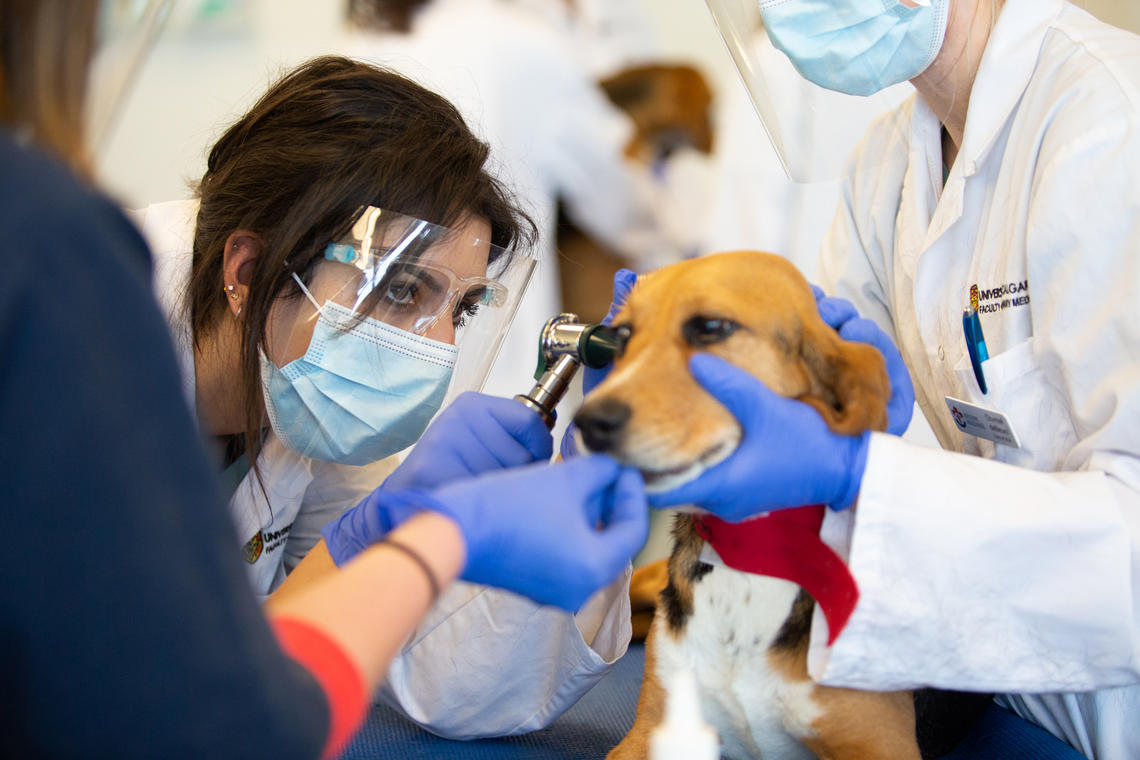 Students in the Faculty of Veterinary Medicine observe COVID-19 guidelines and restrictions such as social distancing and wearing masks while working with dogs in the “beagle lab”.