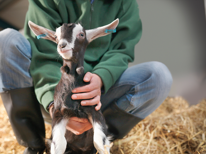 animal-welfare https://alphamedvet.com/wp-content/uploads/2023/11/animal-welfare.jpg