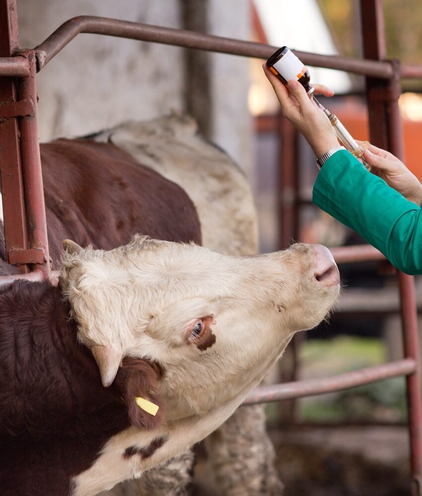 Veterinarian with syringe and bull Close up of veterinarian's hand preparing vaccine for cattle on the farm