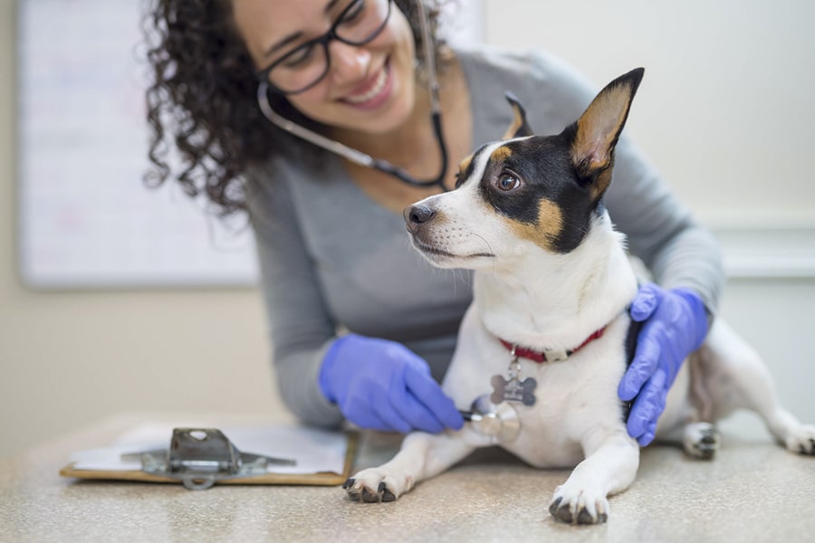 female+veterinarian+examining+a+small+dog-min https://alphamedvet.com/wp-content/uploads/2023/11/femaleveterinarianexaminingasmalldog-min.jpg