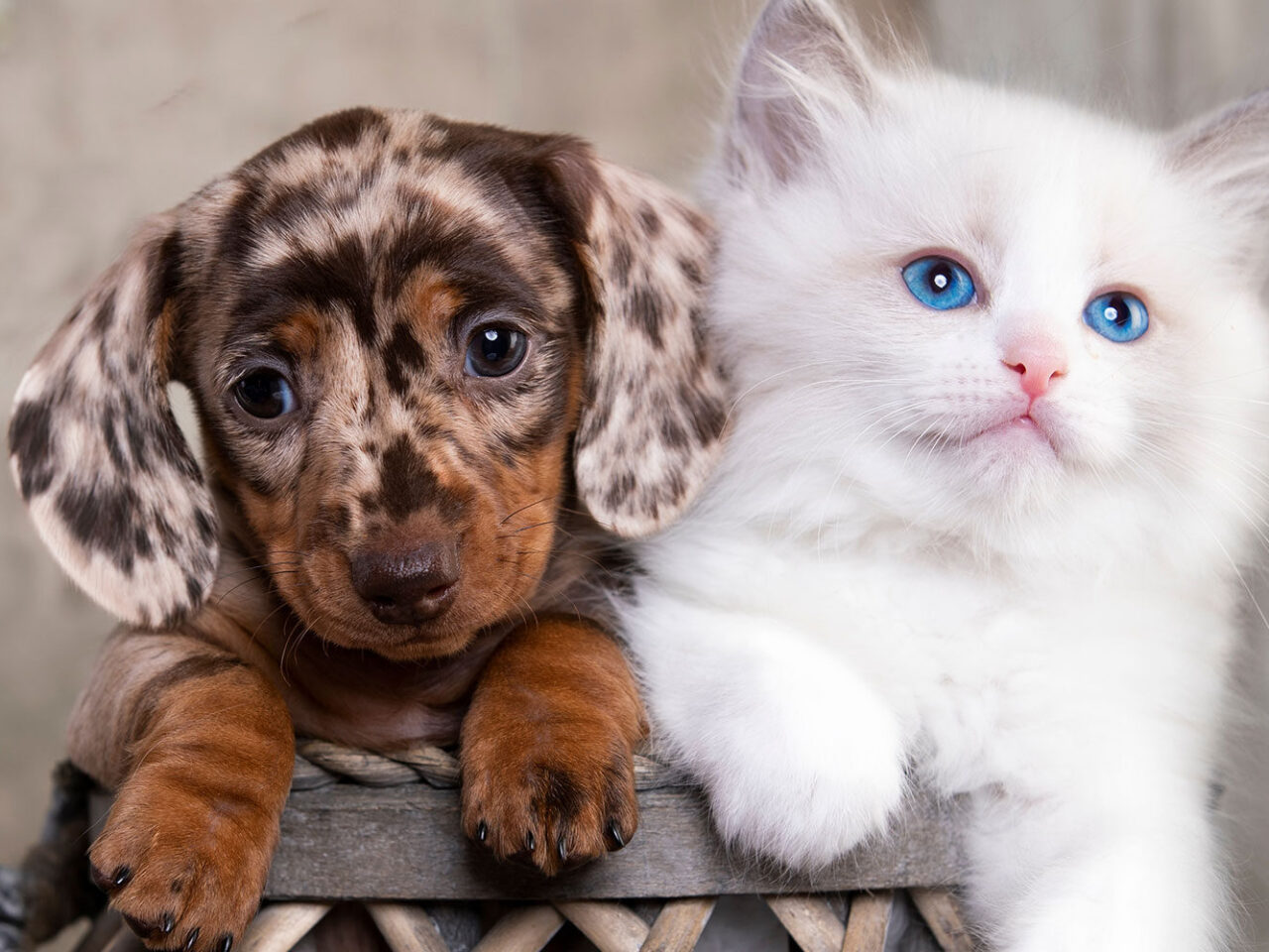 https://alphamedvet.com/wp-content/uploads/2023/11/puppy-kitten-1-panorama-1280x960.jpg