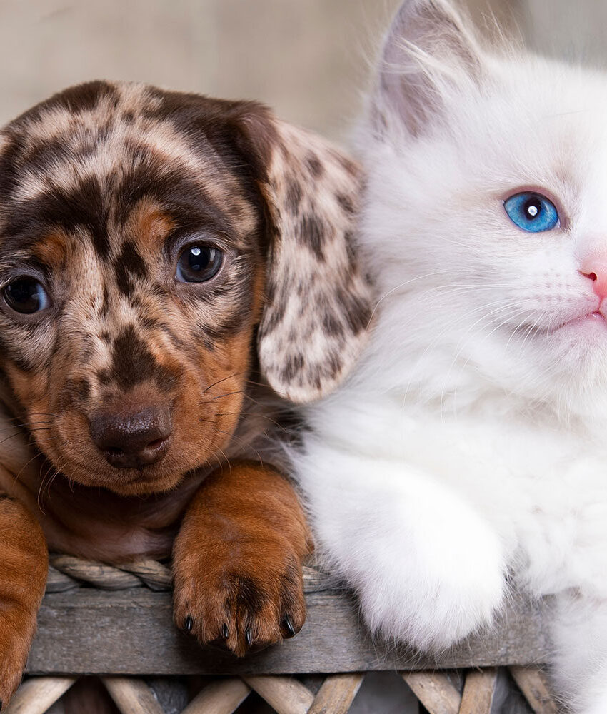puppy-kitten-1-panorama https://alphamedvet.com/wp-content/uploads/2023/11/puppy-kitten-1-panorama-850x1000.jpg
