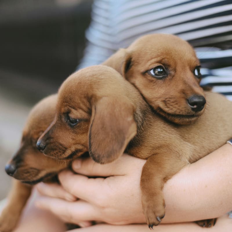 vaccines https://alphamedvet.com/wp-content/uploads/2023/11/vaccines.jpg